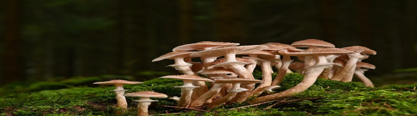 법무법인 서앤율